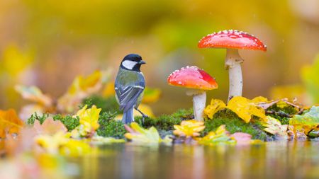 Great tit Parus major, adult standing at water's edge near Fly agaric Amanita muscaria, fungi, Suffolk, England, October