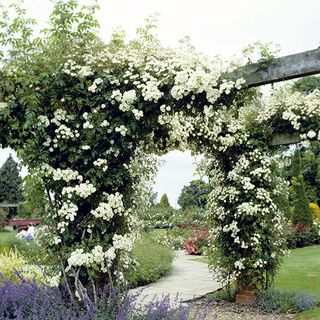 climbing roses and rambling roses with bush and hedge
