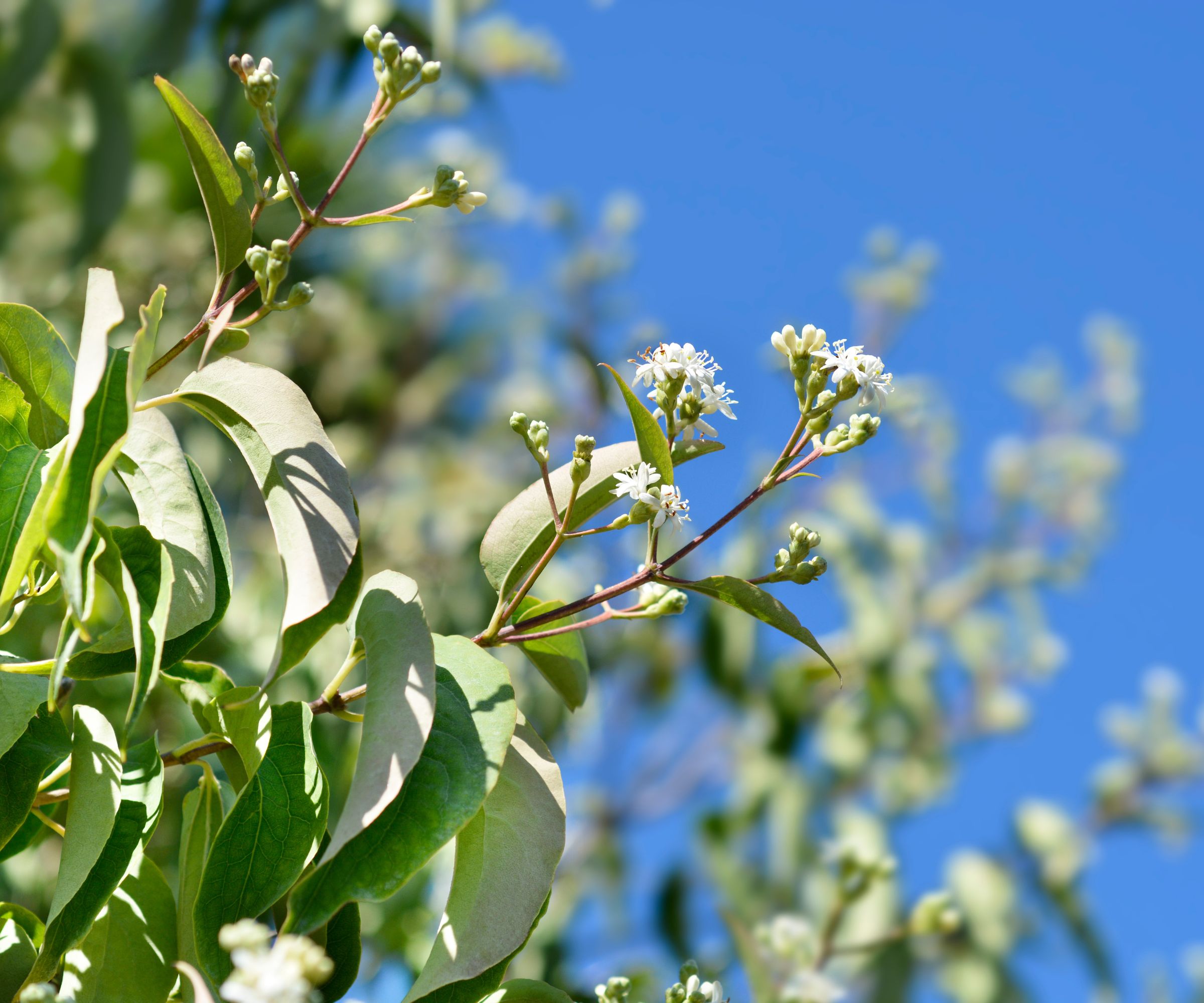 Seven-son flower tree - Latin name - Heptacodium miconioides