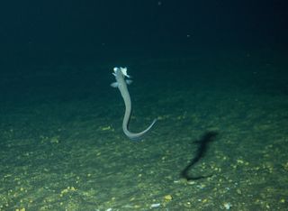 Shortdorsal cutthroat eel