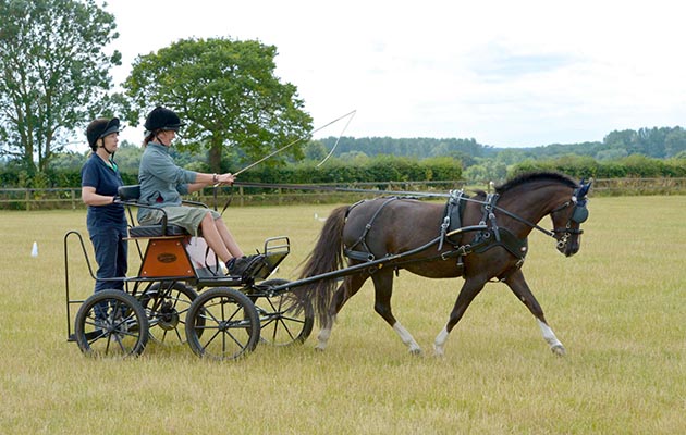World Horse Welfare Saphire