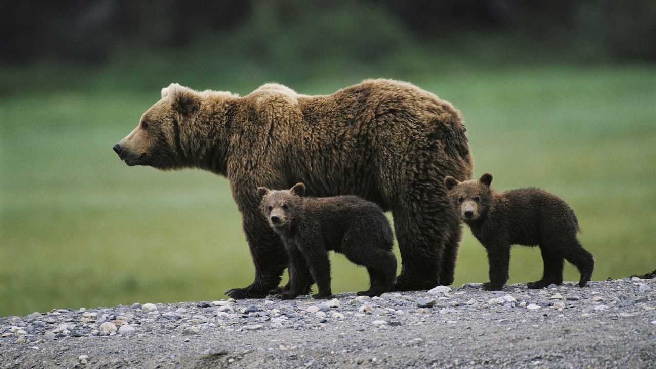 A mother brown bear with her two cubs