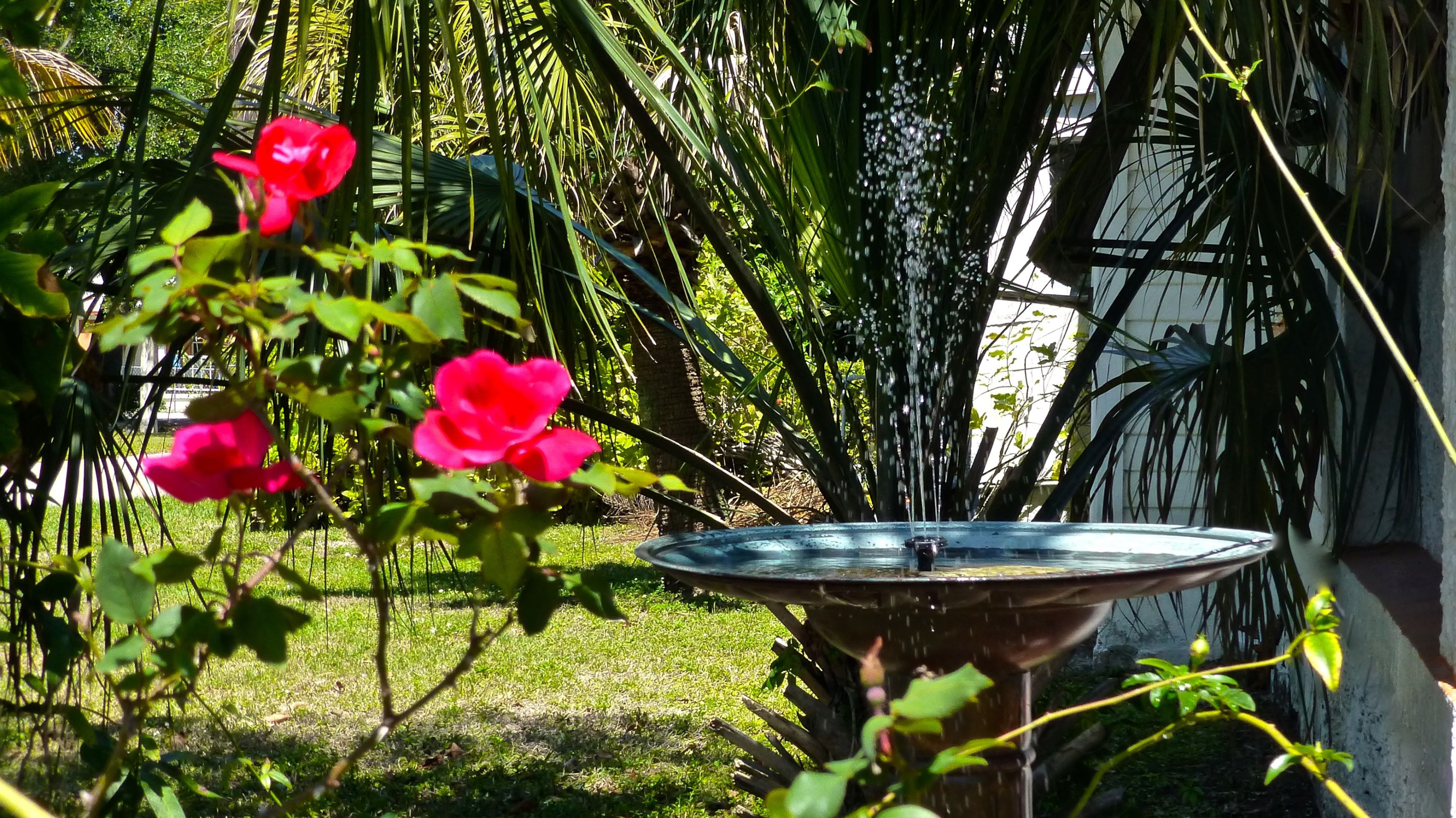Bird bath with solar water fountain
