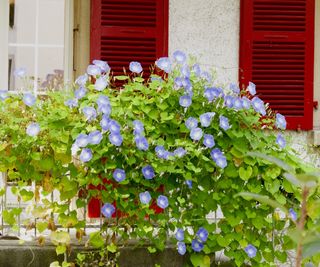 Blue morning glory flowers blooming on a balcony garden
