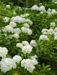White Flowering Bushes
