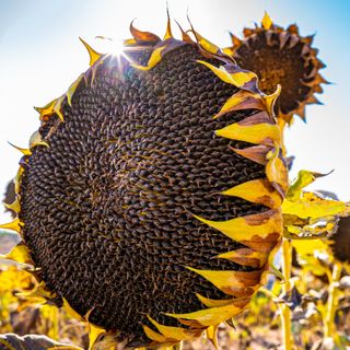 Close up of spent sunflower head with sunflower heart