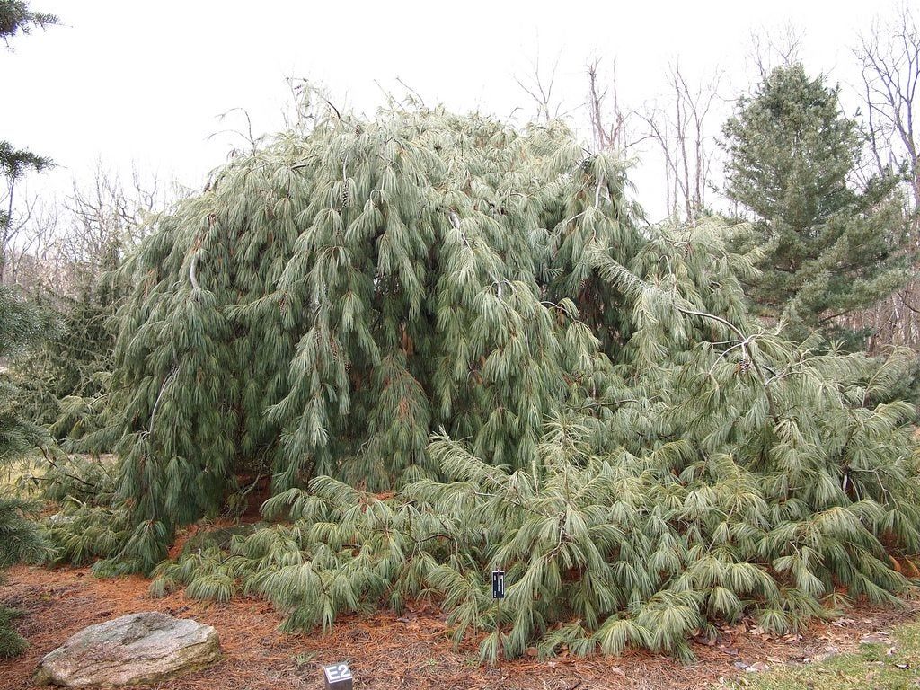 weeping white pine