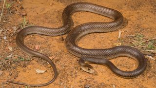 A brown colored coastal taipan slithering on red earth