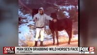 A man grabs a horse in Nevada 