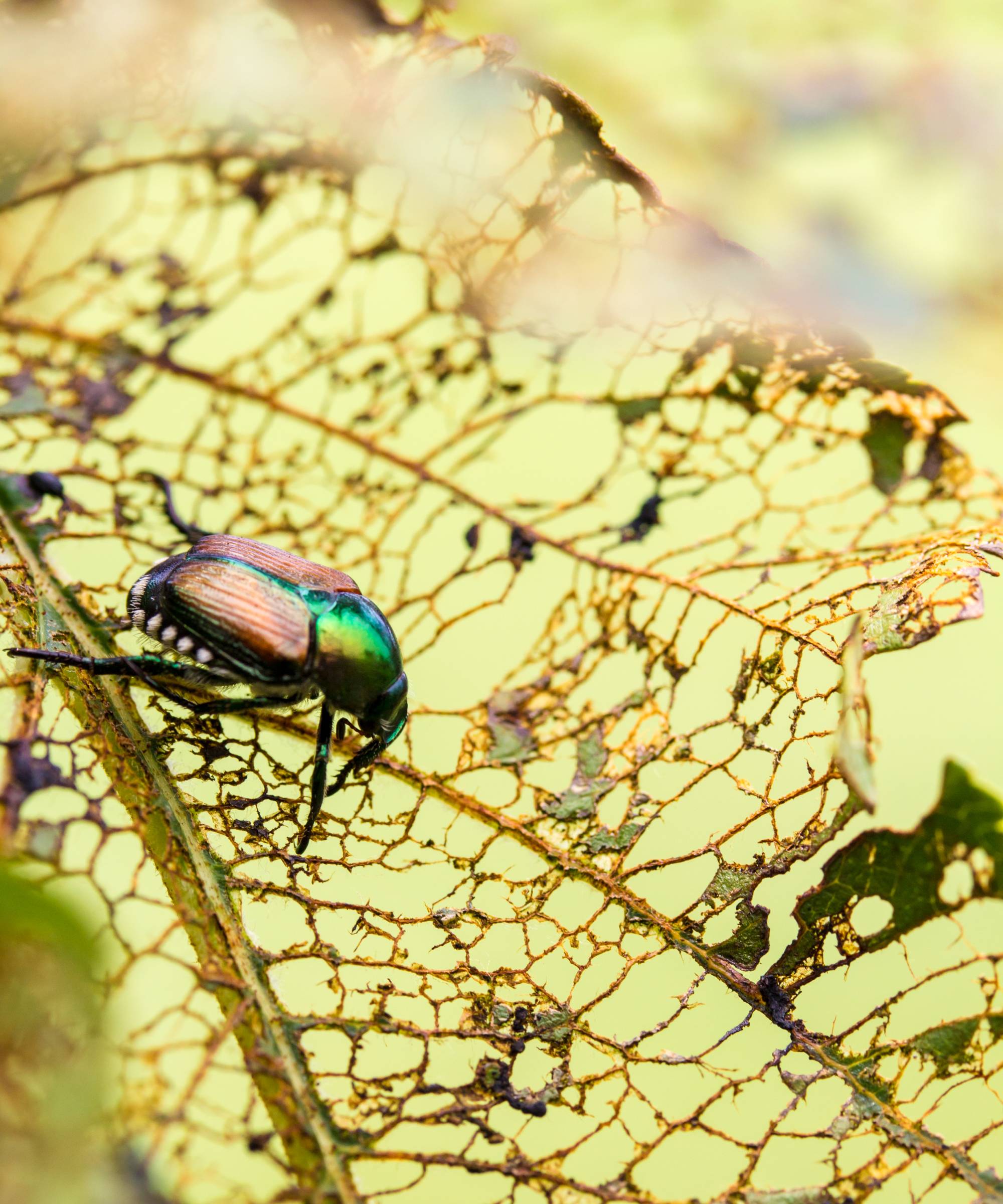 Japanese beetle on eaten leaf