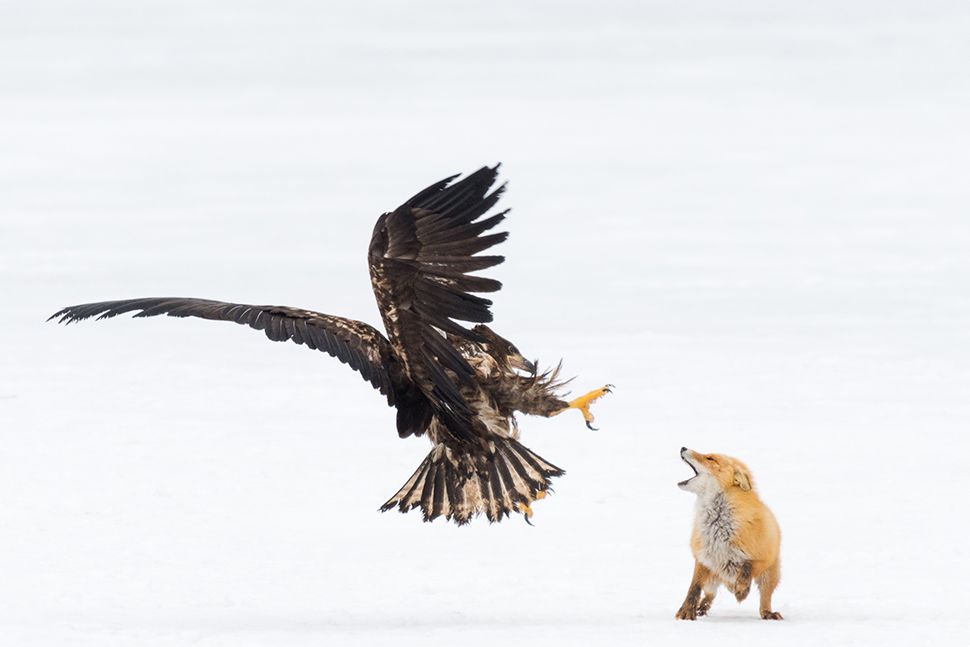 5 wildlife and nature photography tips Digital Camera World