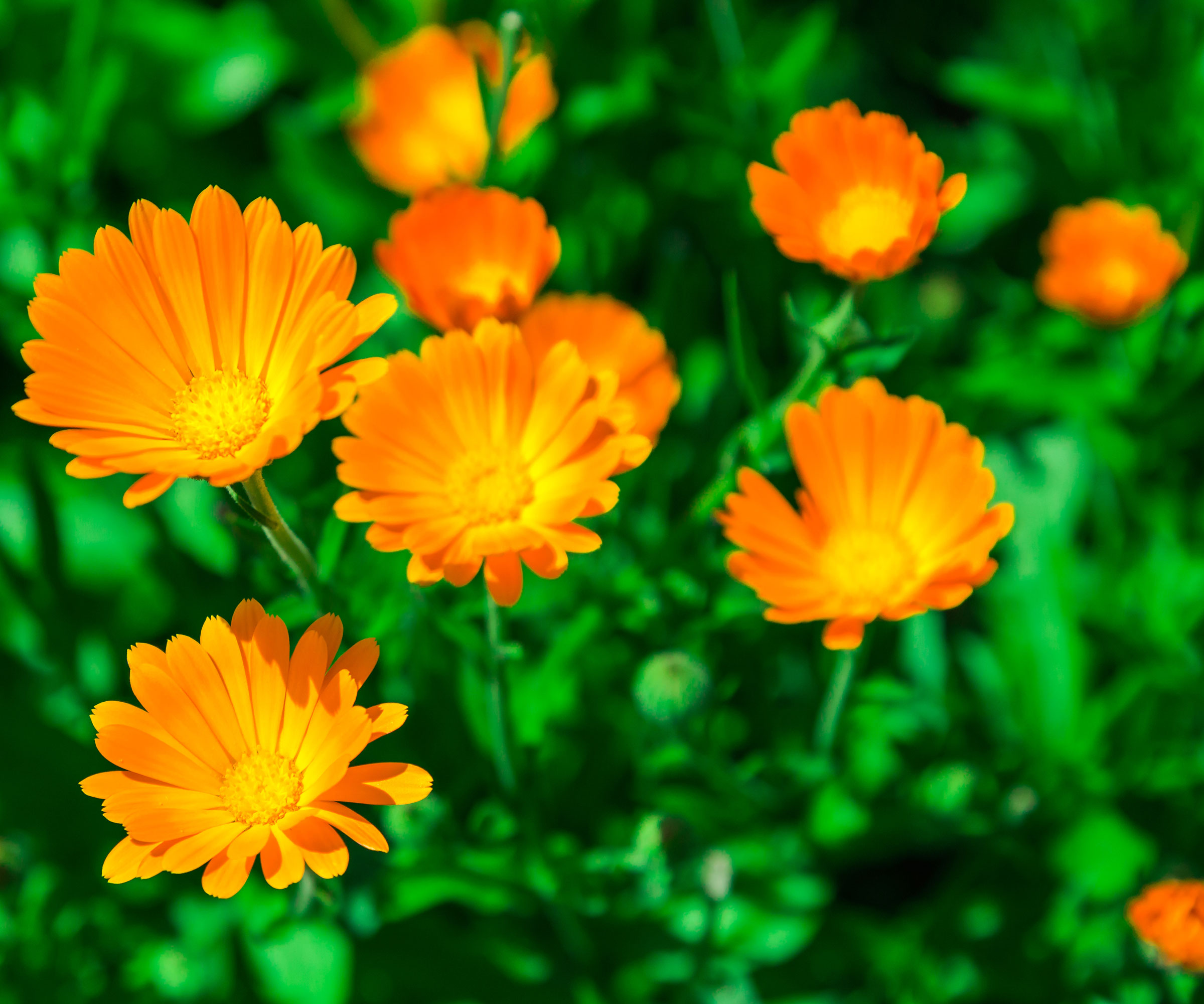 calendula flowers with orange petals