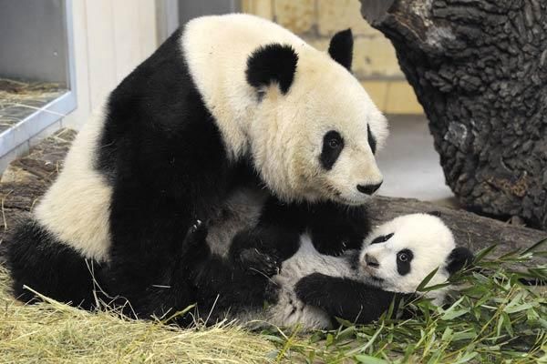 panda-bear-baby-fu-hu-110209-02