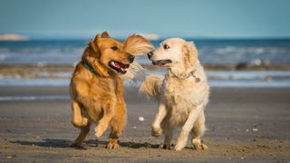 Two golden retrievers on beach