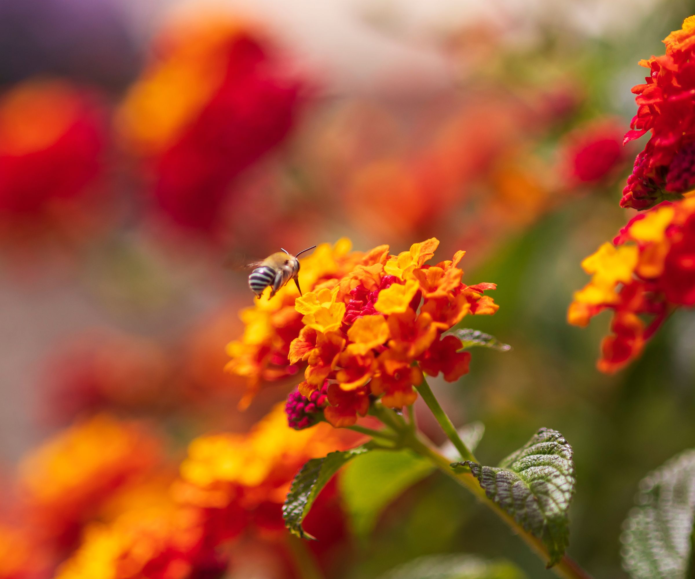 A bee, anthophora, in flight, approaching a flower on a Lantana bush.