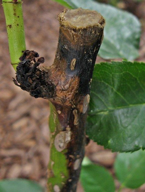 Canker Fungus On Rose Bush