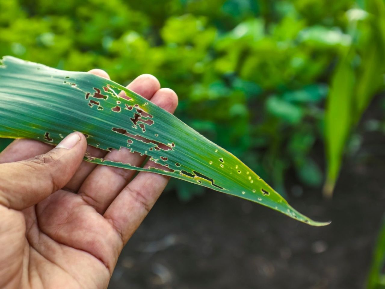 A Damaged Plant