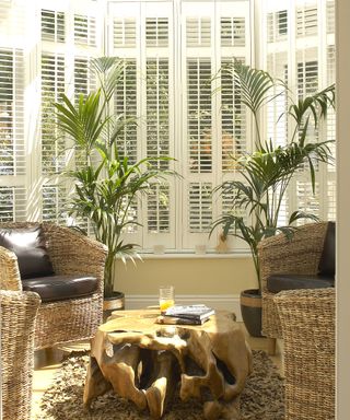 two kentia palms in a conservatory in front of a window with shutters