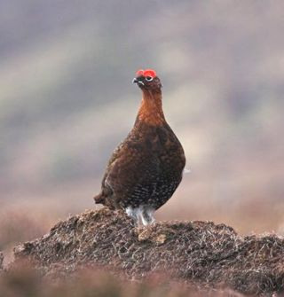 Red Grouse