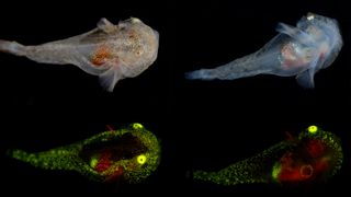 A juvenile snailfish imaged under white light glowing green and red due to biofluorescence.