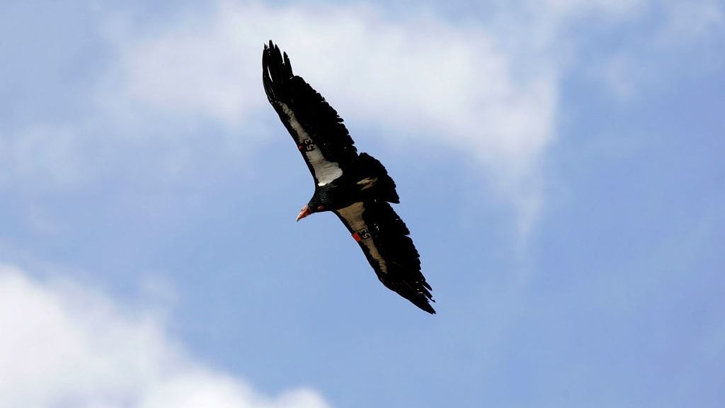 A California condor.