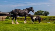 Gunner-the-Shire-Steve-the-Shetland5-2.jpg