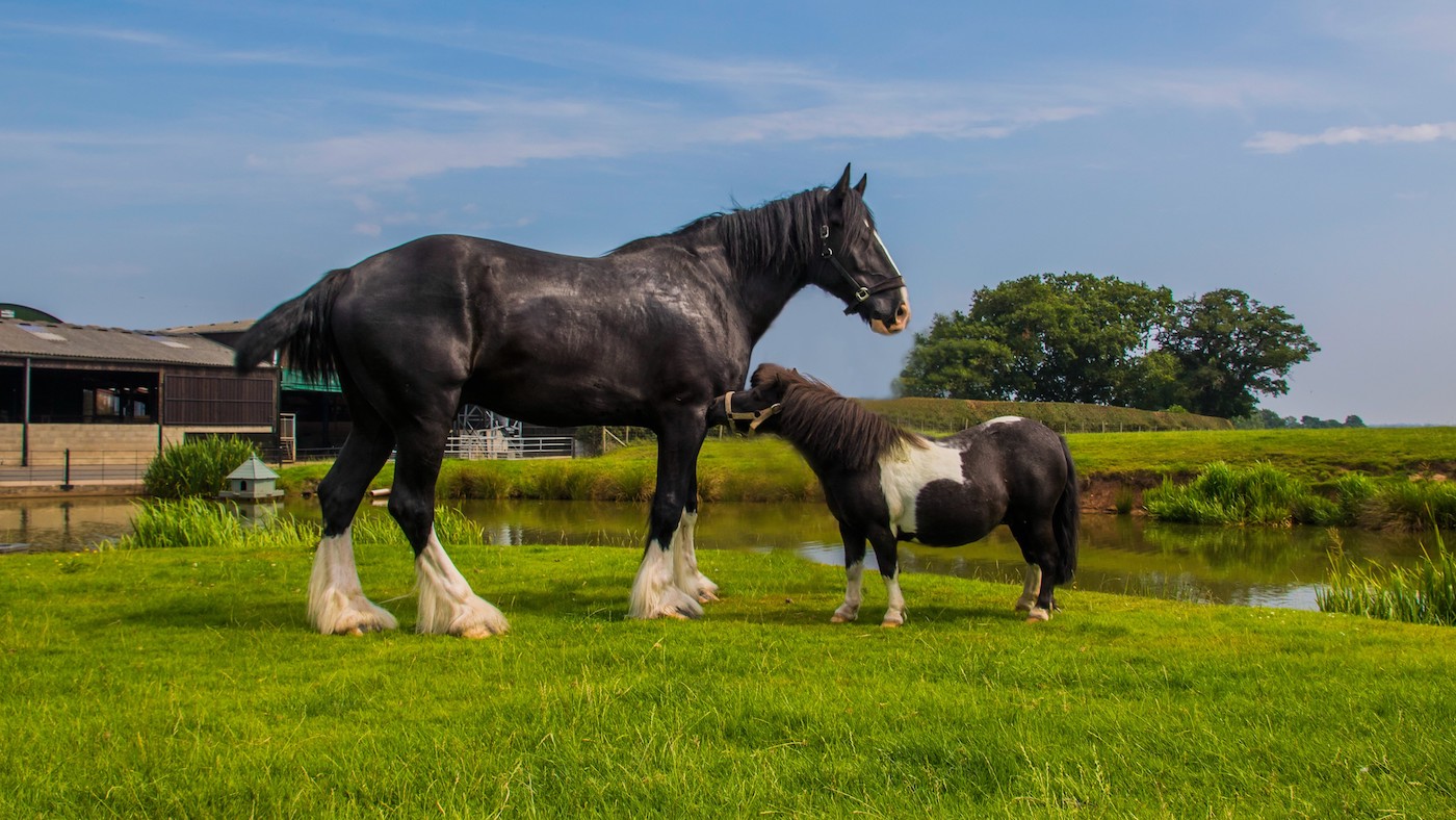 Gunner-the-Shire-Steve-the-Shetland5-2.jpg