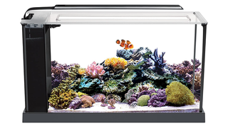 A saltwater aquarium filled with reefs and a few clownfish.