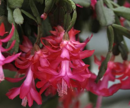 5 Christmas cactus mistakes that everyone makes | Homes & Gardens