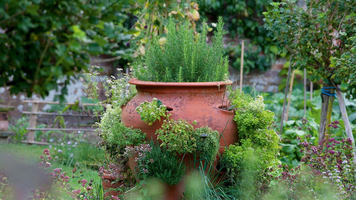 Herb planter ideas – smart ways to grow in containers and pots