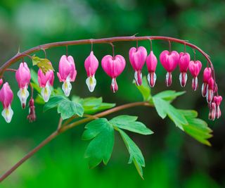 bleeding heart plant in full bloom