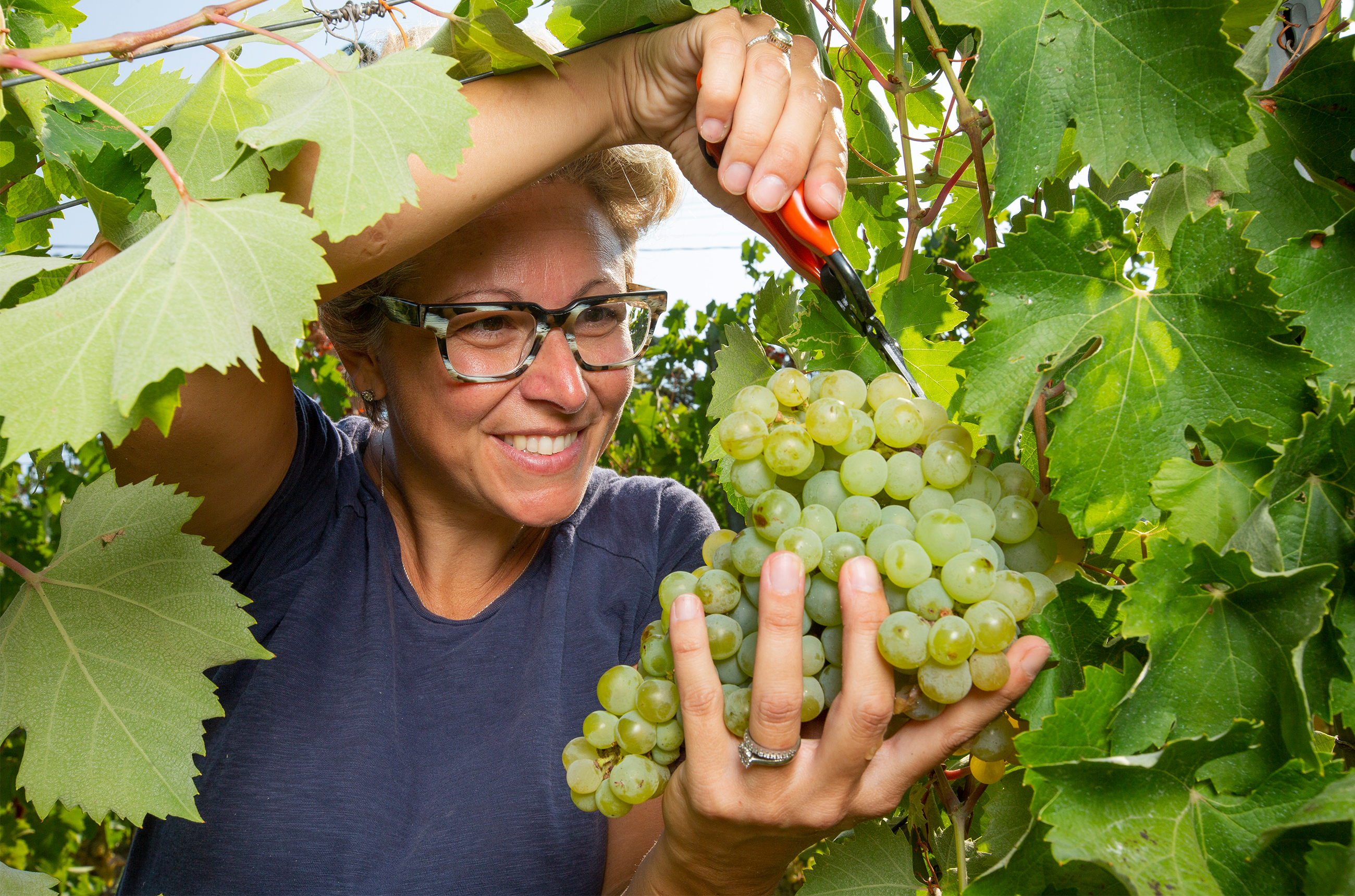 Woman cutting a bunch of white grapes