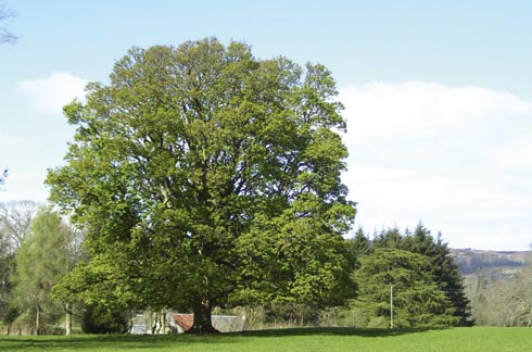Syacamore-tree.jpg