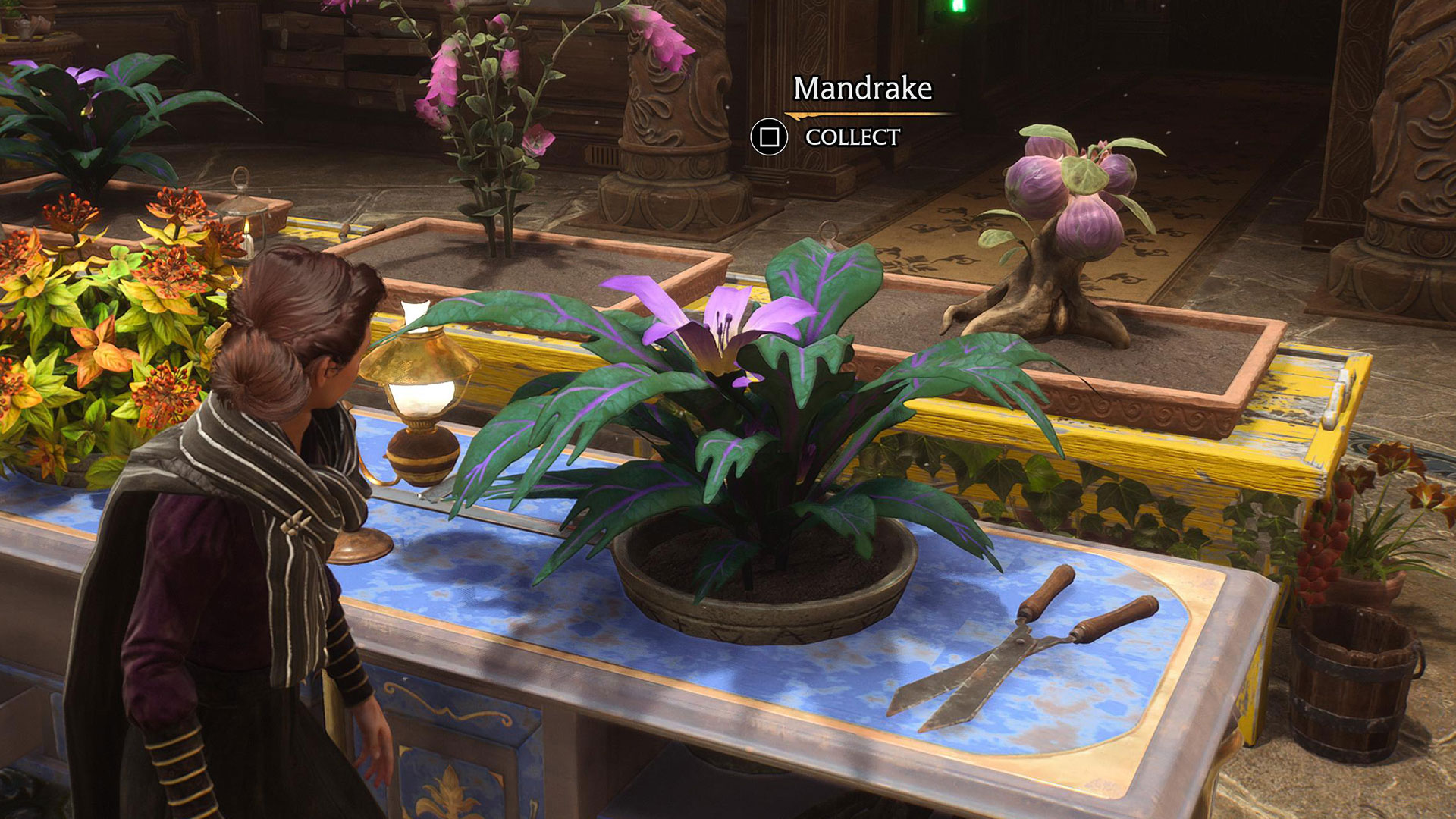 How to get a Mandrake in Hogwarts Legacy