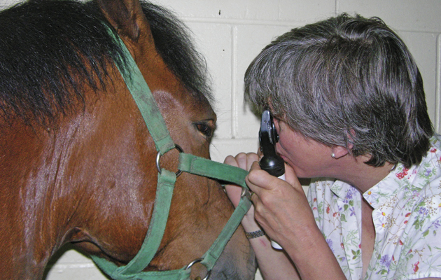 vet pictures