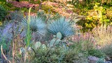 A water-wise garden with large, blue cacti and succulents