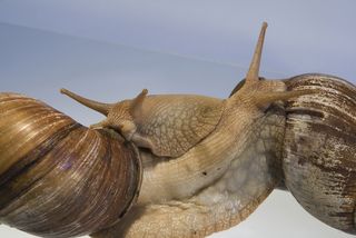 Giant African land snails embrace.