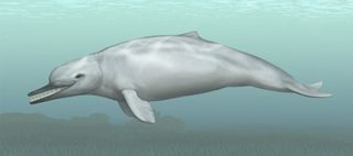 illustration of ancient whale