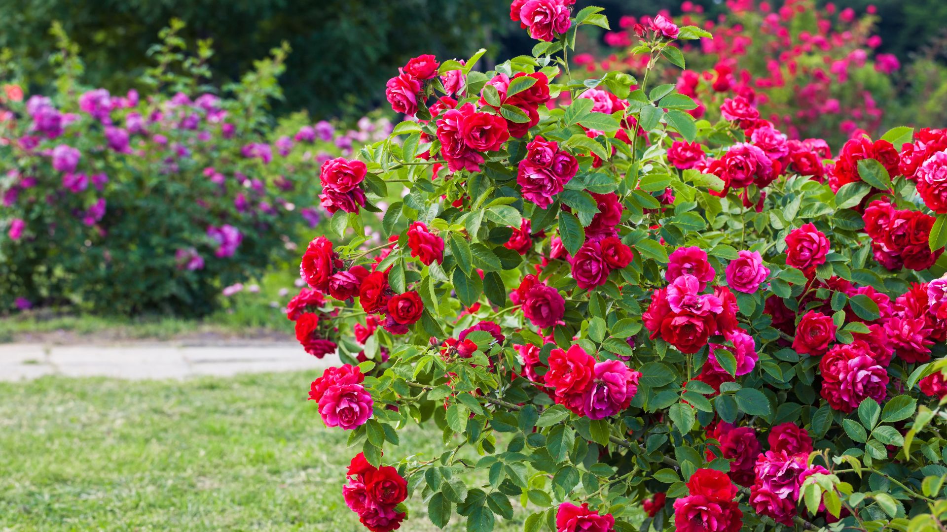 icture of large rose bush growing in garden