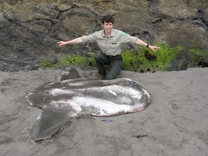 Rare 7-foot-long sunfish washes ashore in Washington state