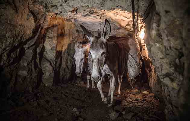 donkey in mine