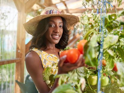 Gardener Checking Indoor Tomato Plant