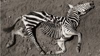 An overhead black-and-white photo showing the skeletal remains of a zebra lying on dry, cracked earth.
