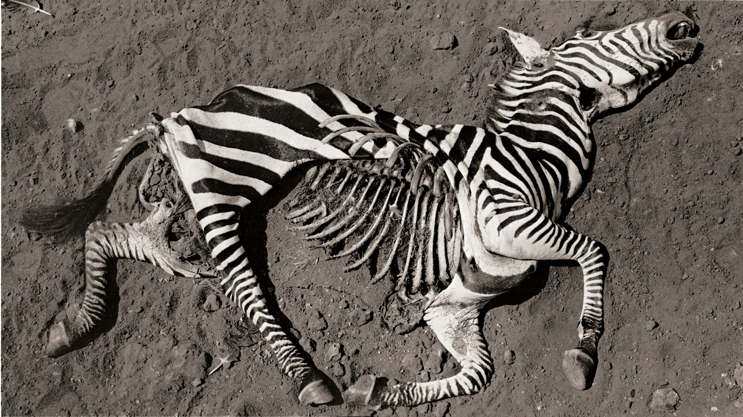 Peter Beard's Unflinching Wildlife Photography Reissued