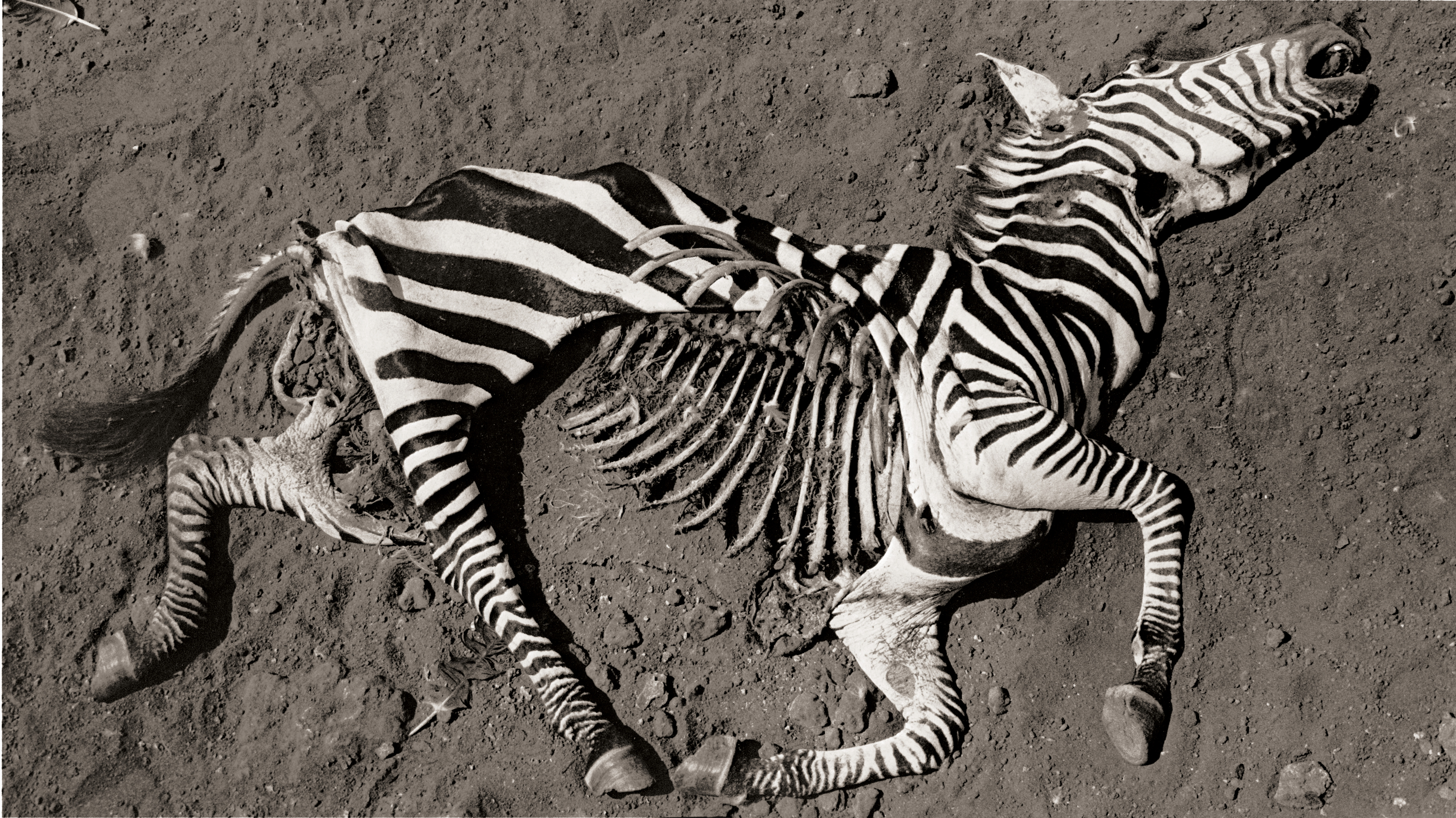 An overhead black-and-white photo showing the skeletal remains of a zebra lying on dry, cracked earth.