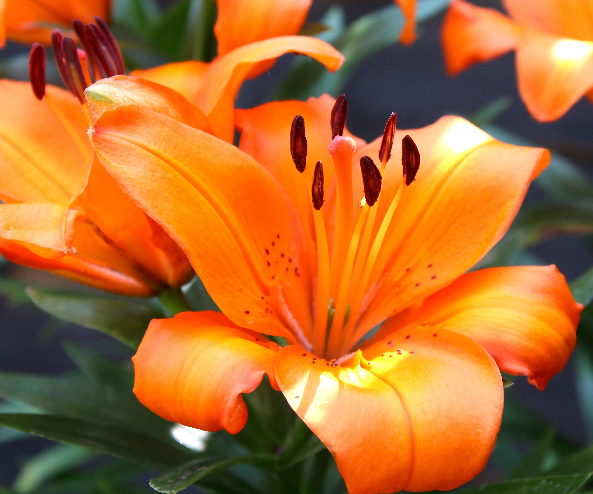 orange asiatic lilies showing big flower heads