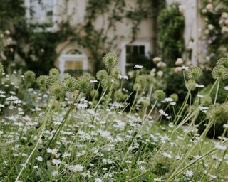 Ox-eye daisy platt by Batcombe House in naturalistic garden design