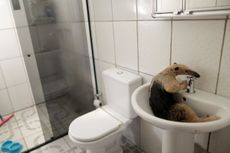 An anteater in a sink.
