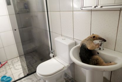 An anteater in a sink.