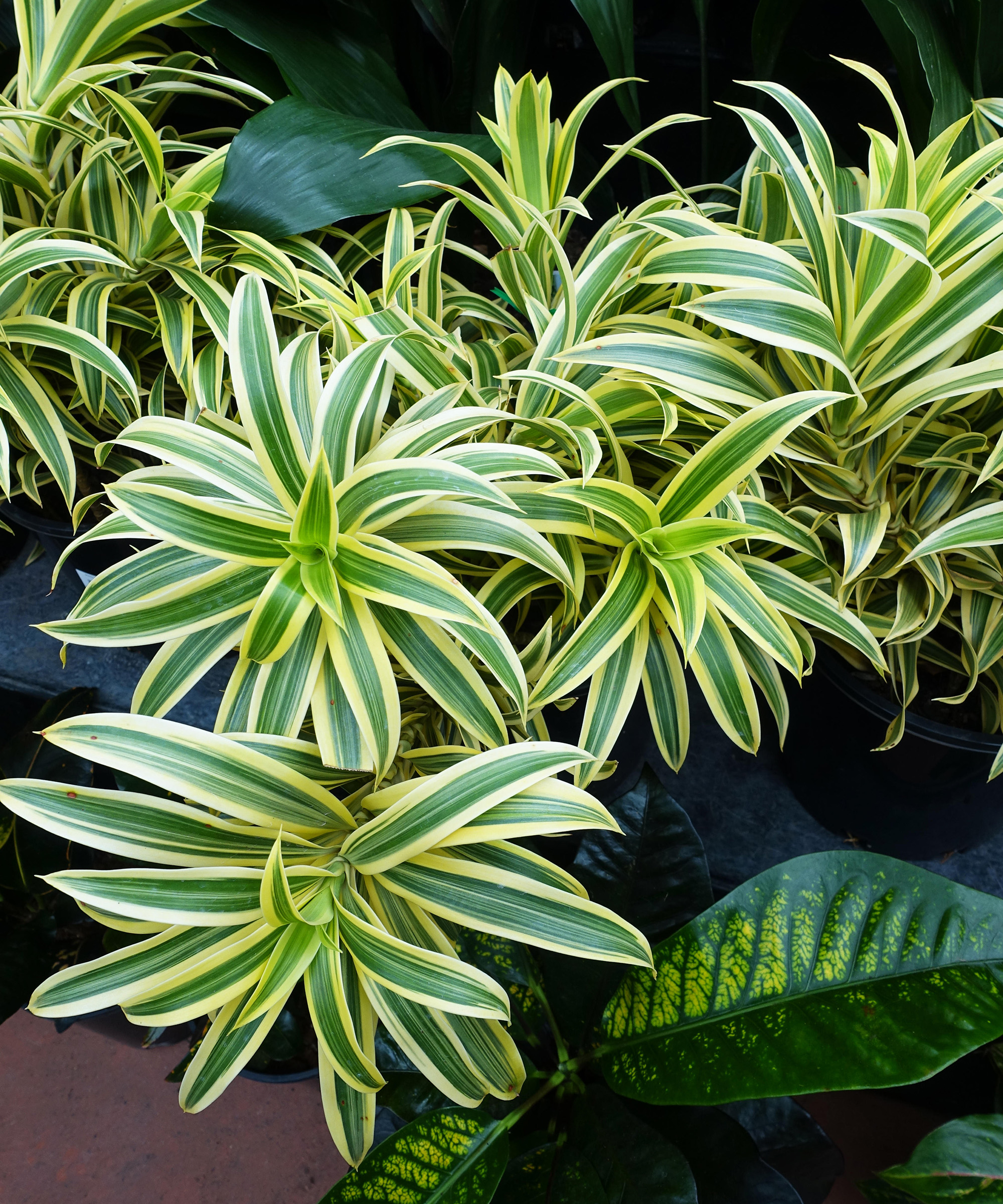 Dracaena care and growing guide: how to grow a dragon tree | Gardeningetc